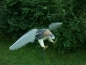 Angreifender Greifvogel mit rotierenden Flügeln